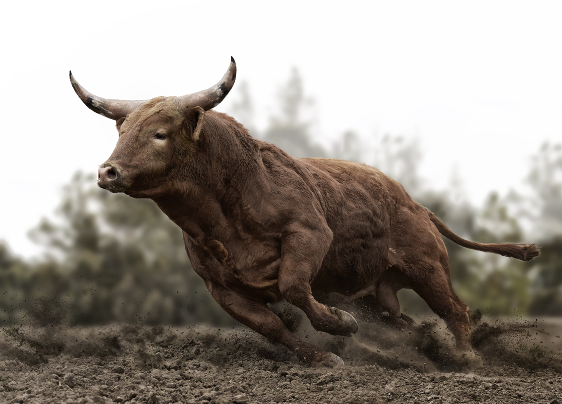 charging bull running on dirt fine art wildlife photography