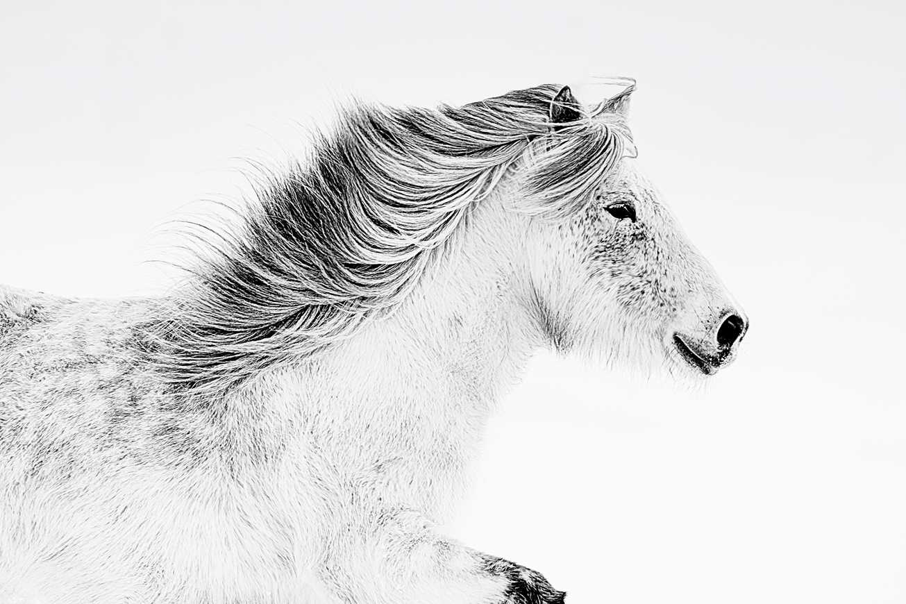 High-fashion black and white profile of a white horse with a flowing mane, titled White Wash by Ejaz Khan.