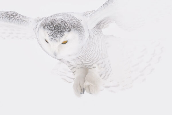 Snowy owl closeup in snow