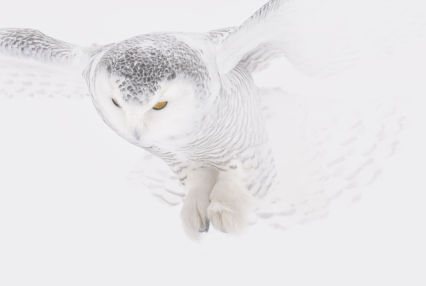 Snowy owl closeup in snow