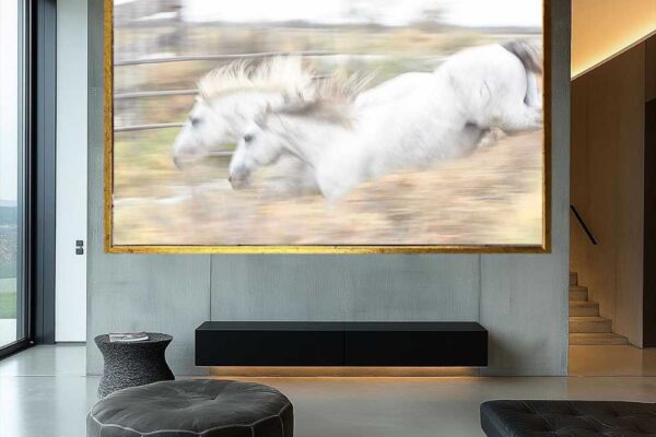 white horse running in farms shows sign of love and determination