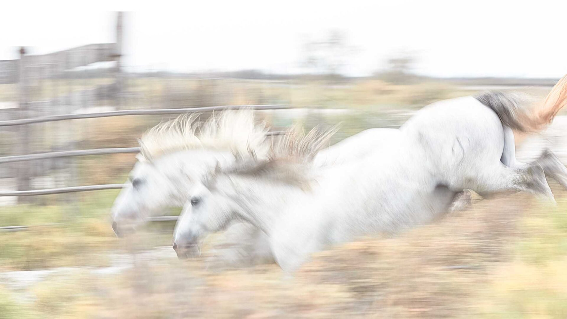 Two horses running in the fileds and enjoying their journey.