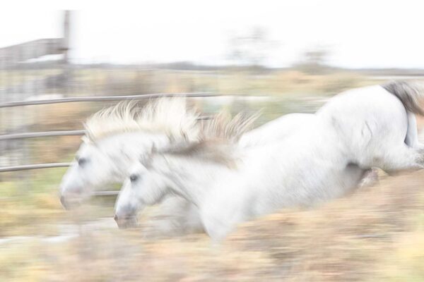 Two horses running in the fileds and enjoying their journey.