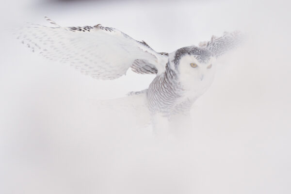 Fine Art Snowy Owl covered in Fog