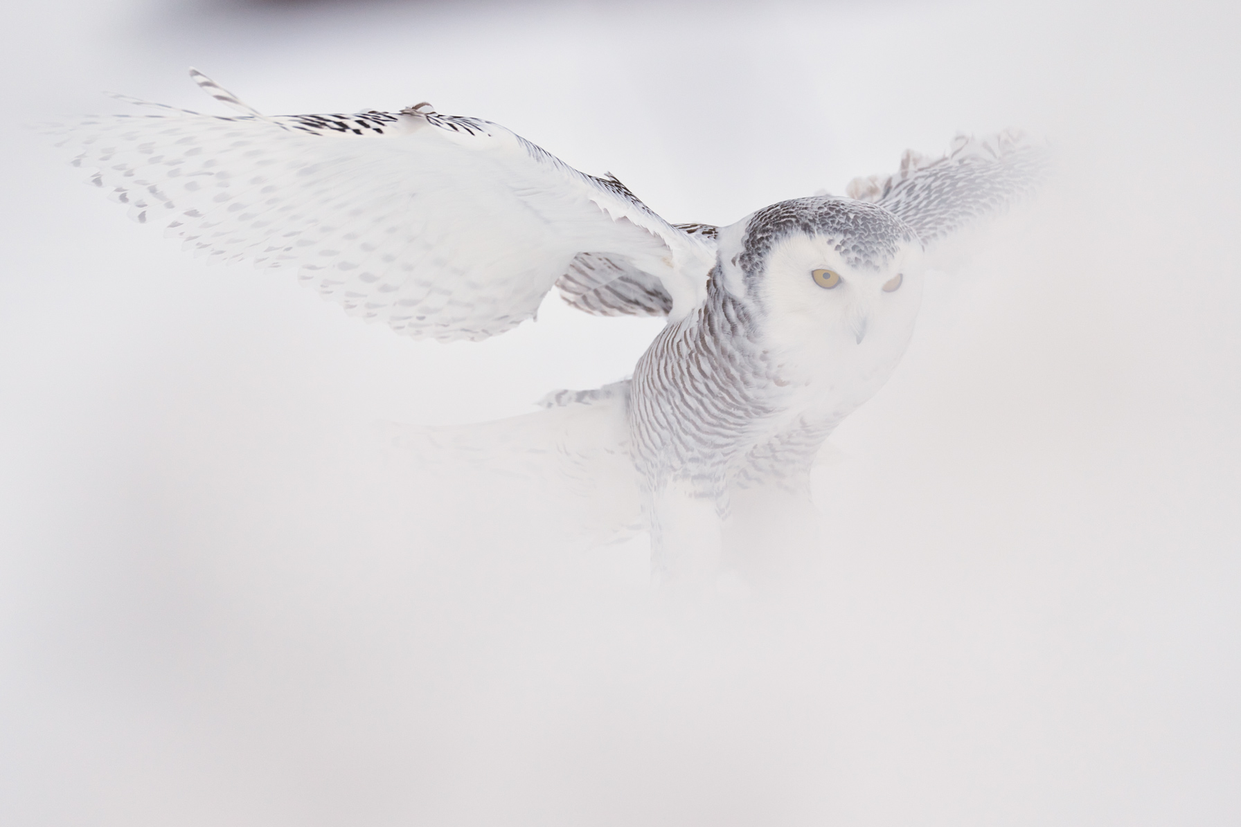 Enjoy Our Fine Art Snowy Owl Images