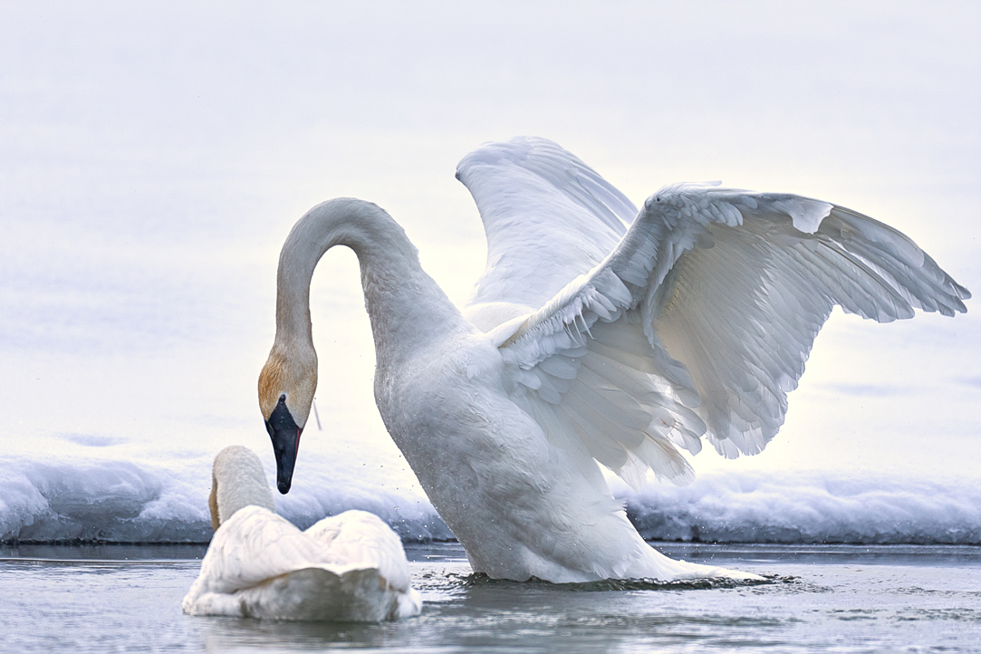 Enjoy Our Trumpeter Swan Images