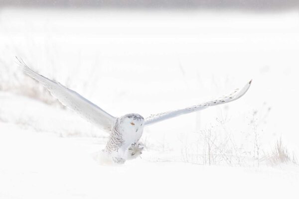 Feather Frenzy