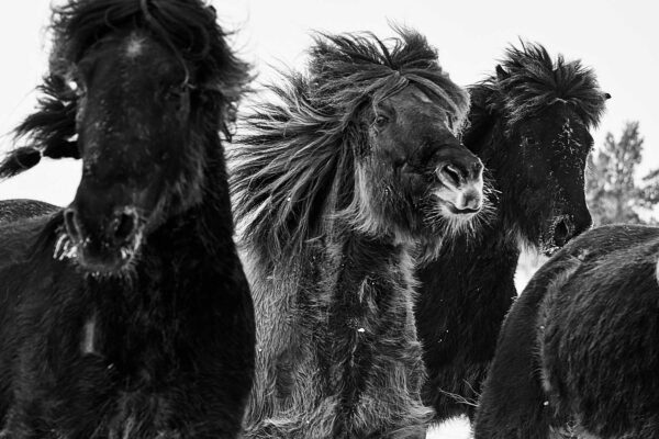 Frosted Motion of Blue roan horses in group and showing unity fine art horse photography