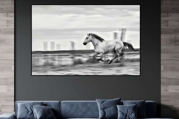 blue roan horse shadow racer running in fast speed, Fine art horse photography by ejaz khan