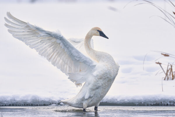 Fine Art Swan Photo
