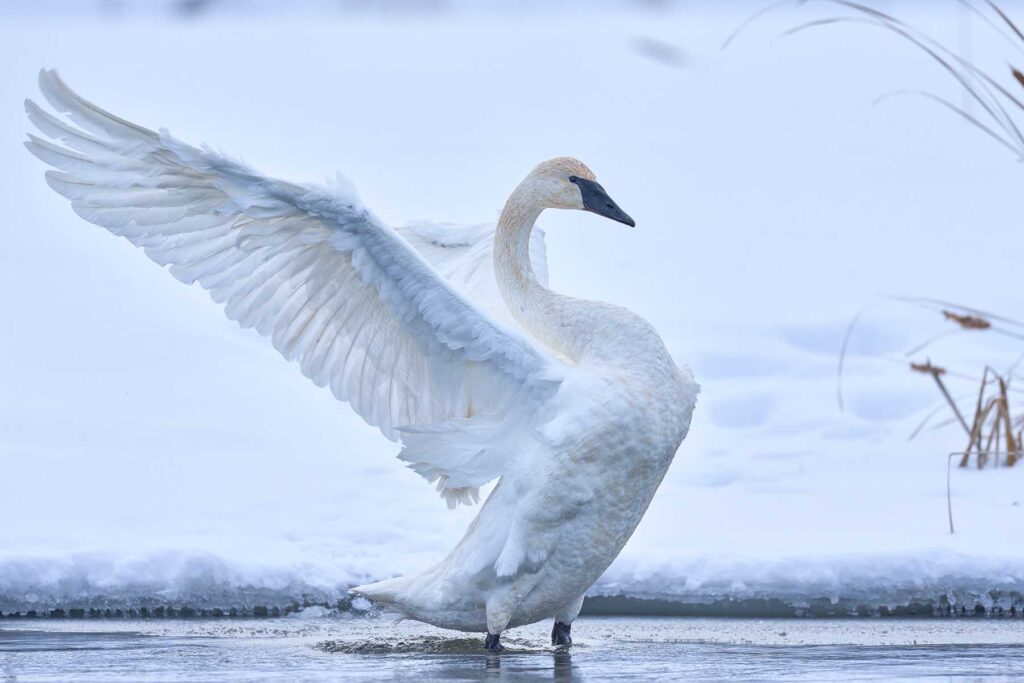 haute-couture-trumpeter-swan