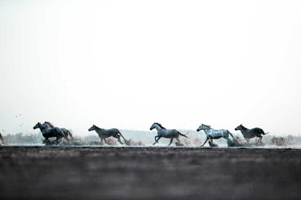 Beautiful Landscape view with Blue Roan horses running shots