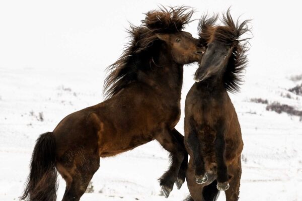 Brown wild horse fine art photography during winter season