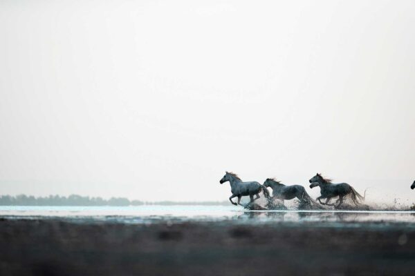 wild horse running on water photography