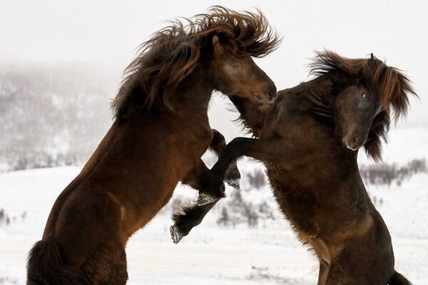 Striking a Pose of Equine wall art photography for living room and gallery