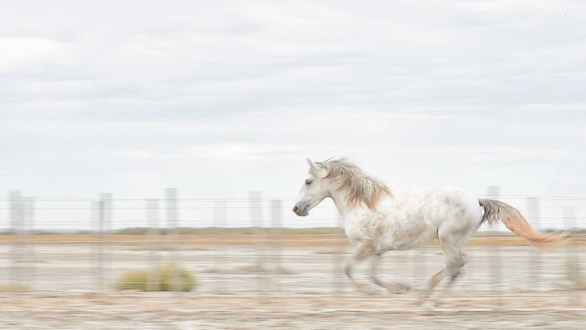 beautiful white horse running in farms