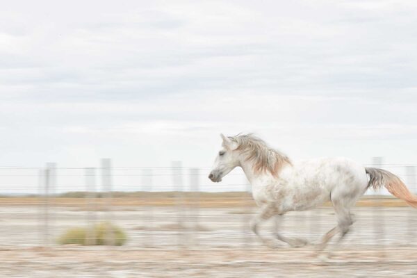 beautiful white horse photography running in sand