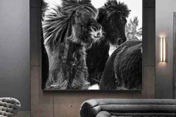 black and white horse fine art photography by ejaz khan wall art hanging in office