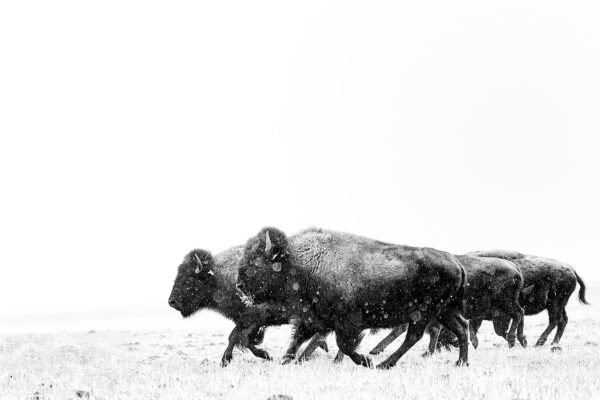 Bison fine art photography by ejaz khan in snow perfect shots of a beast