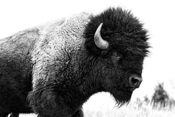 Bison Fine art photography