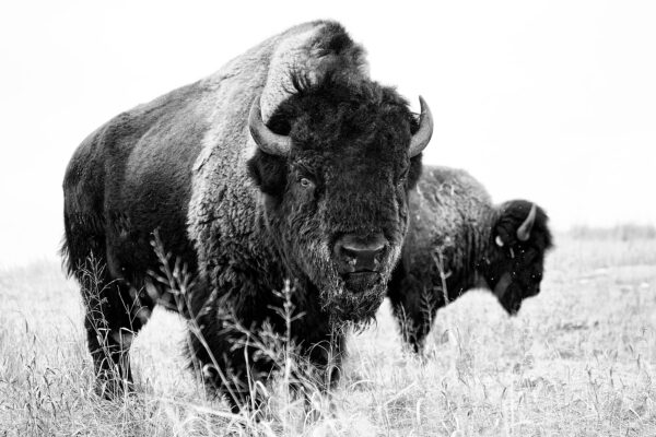 Beautiful Bison portrait fine art photography By ejaz khan