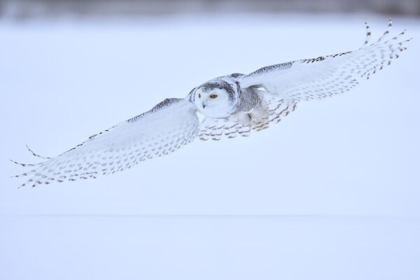 fine art bird photography