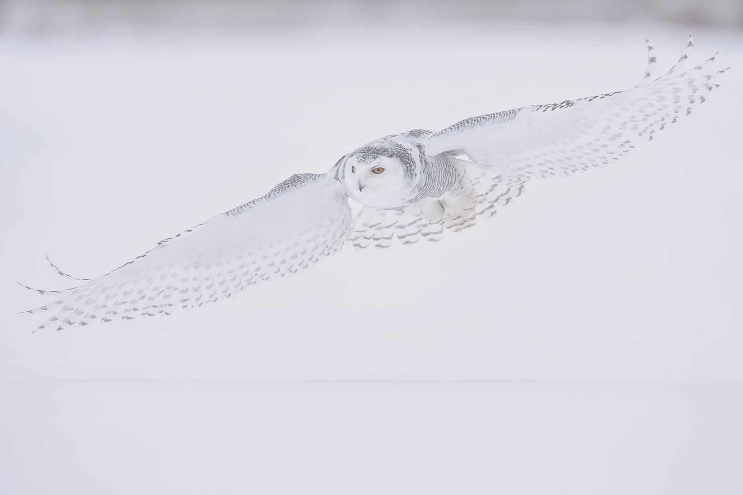 snowy owl fine art photography