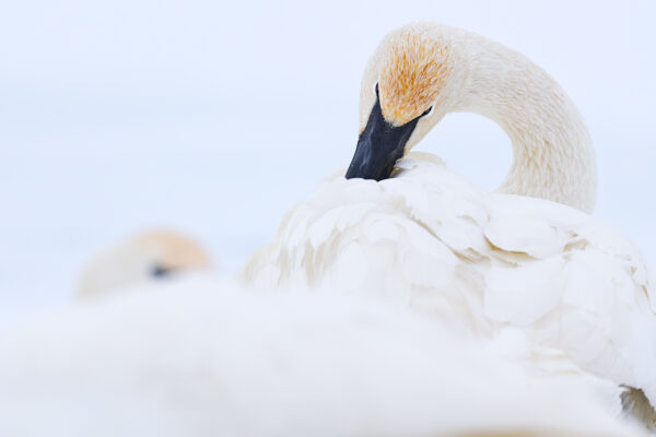 Trumpeter-Swan-in-winter-rubbing-wings-and-relaxing-in-snow