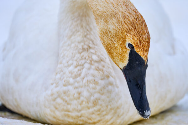 potrait-of-white-trumpeter-Swarn-finding-food-in-water