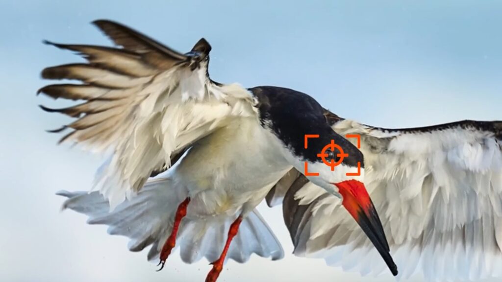 How to Focus on Fast Birds with Black Eyes and Black Faces