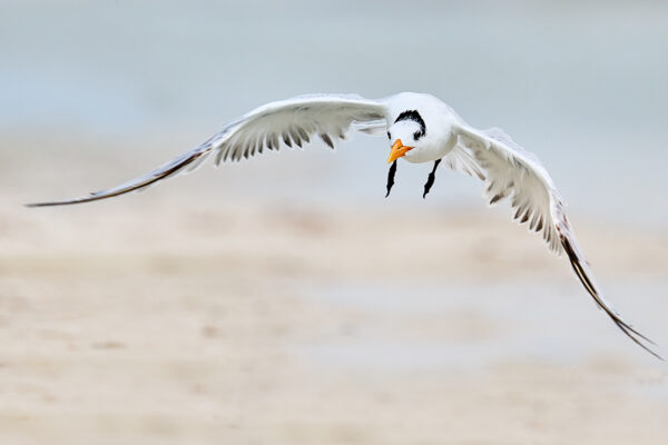 royal tern