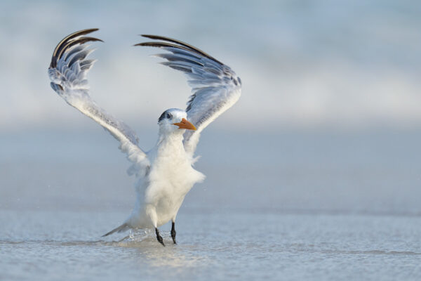 Royal tern 4