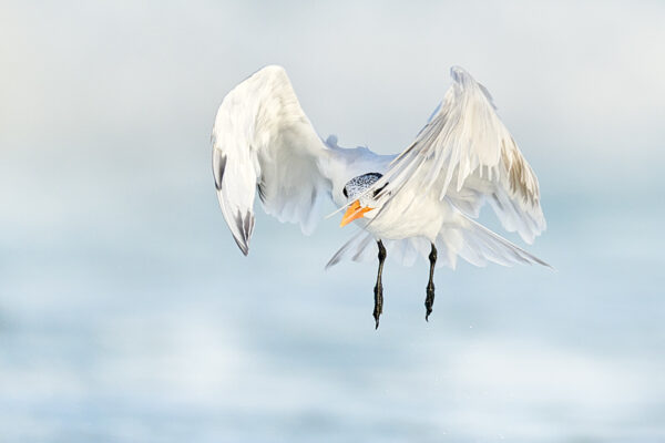 Royal tern 2