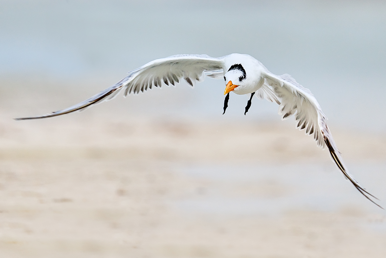 bird gliding low over water fine art wildlife photography