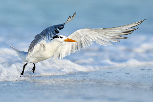 bird taking off water splash fine art wildlife photography
