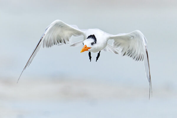 coastal bird in flight fine art wildlife photography