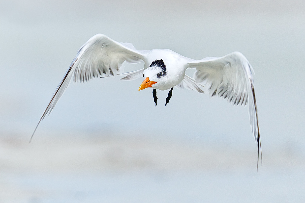 coastal bird in flight fine art wildlife photography