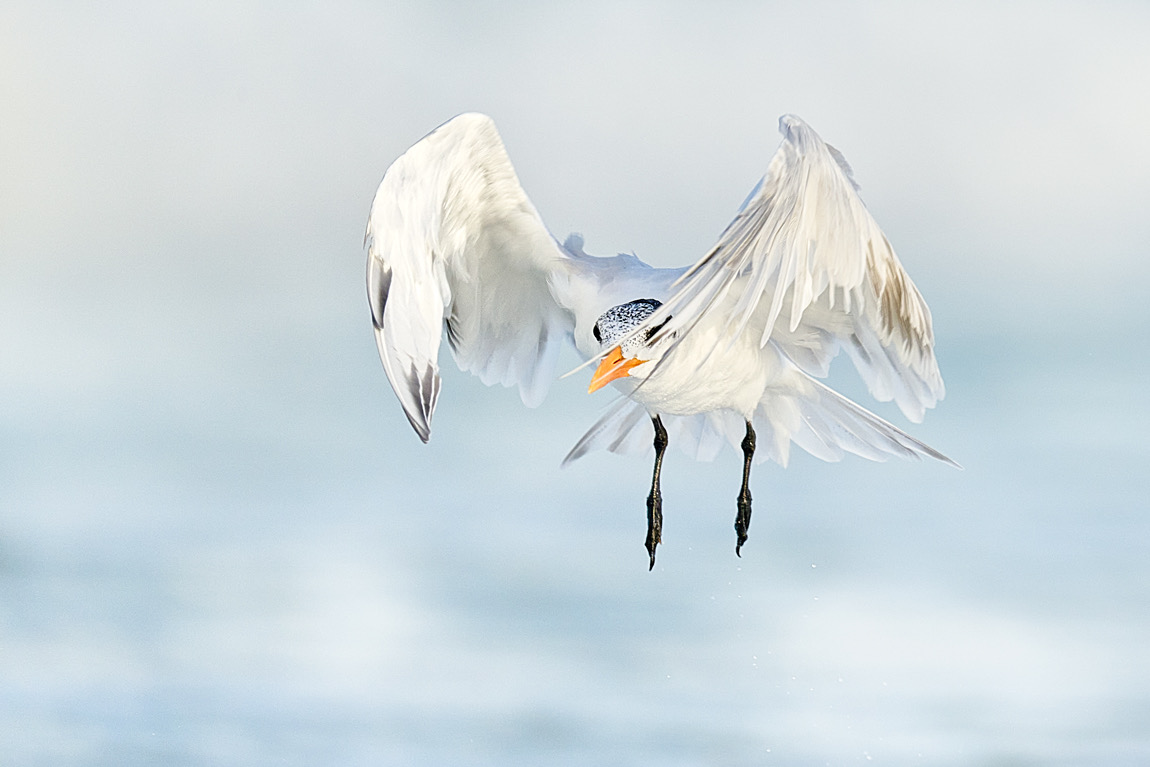 white bird suspended mid air fine art wildlife photography