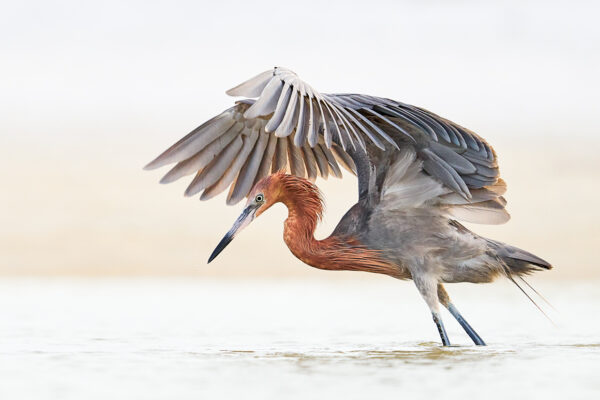 Reddish Egret