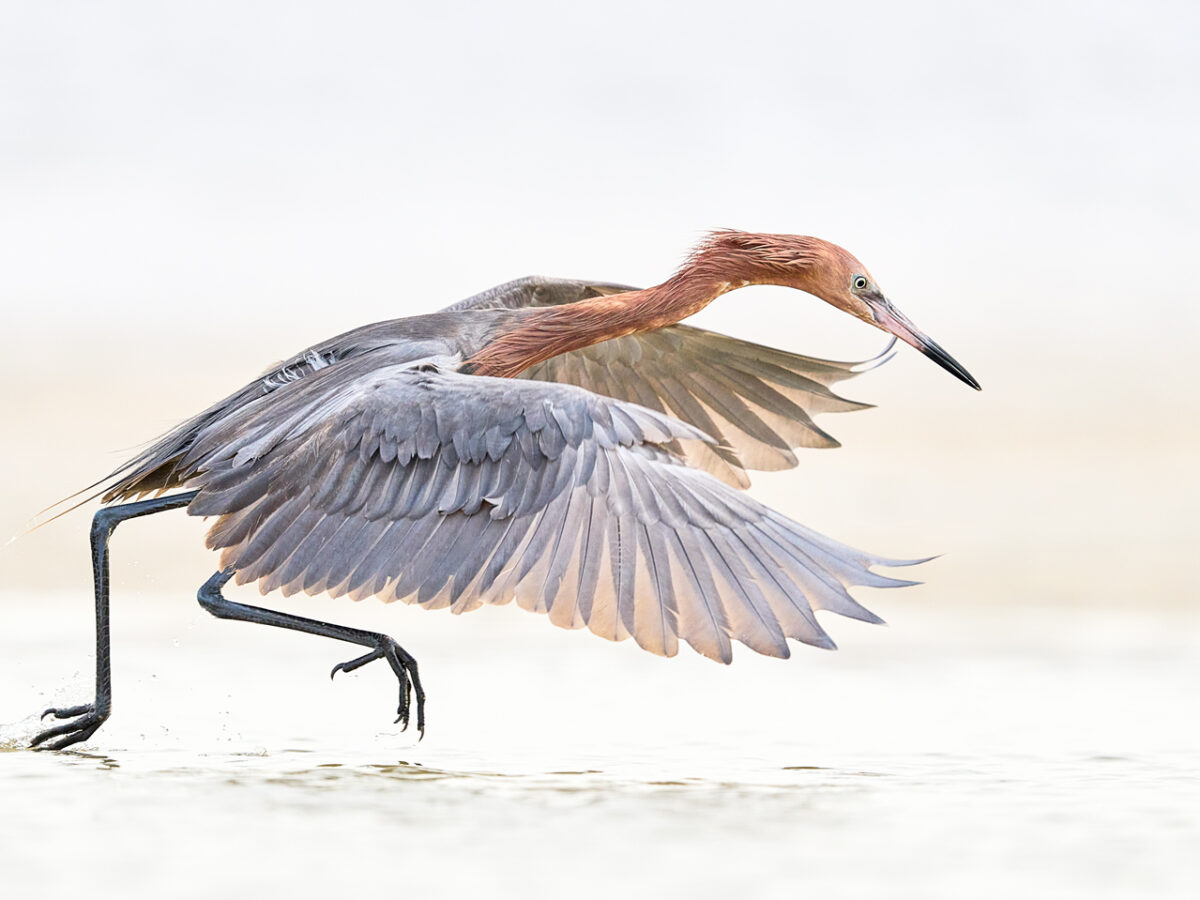 Maison Drift – Fine Art Reddish Egret Fine Art Print