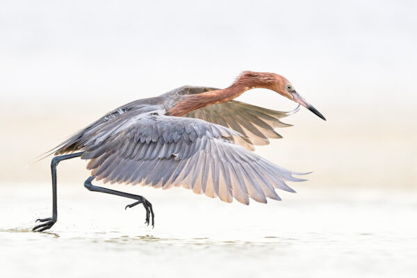 Reddish Egret