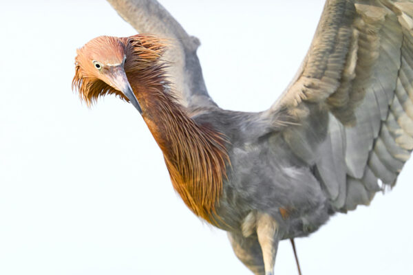 Fine art bird photography portrait of a Reddish Egret showing unique copper plumage and a blue-and-black beak, titled Reddish Egret 1 by Ejaz Khan.