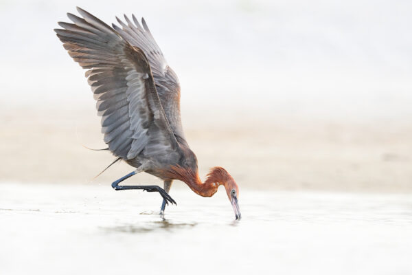 Fine art color bird photography of a Reddish Egret in a focused, bowed posture with uplifted wings, titled Final Fitting by Ejaz Khan.