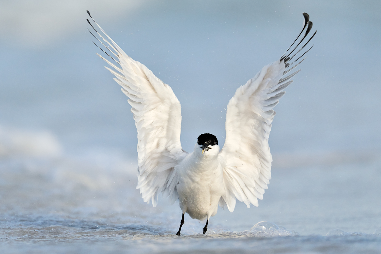 Royal tern The royal bird Beautiful bird