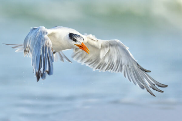 Royal tern The royal bird