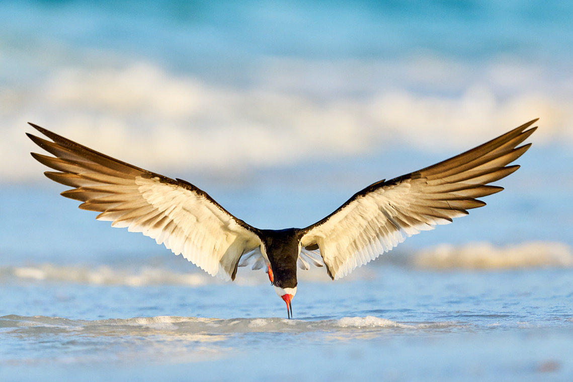 Colorful Skimmer Stunning Bird