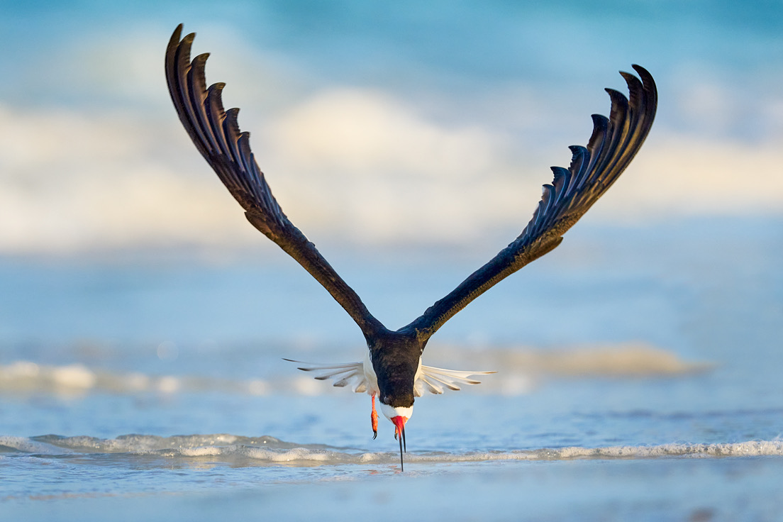 Stunning Bird called Skimmers