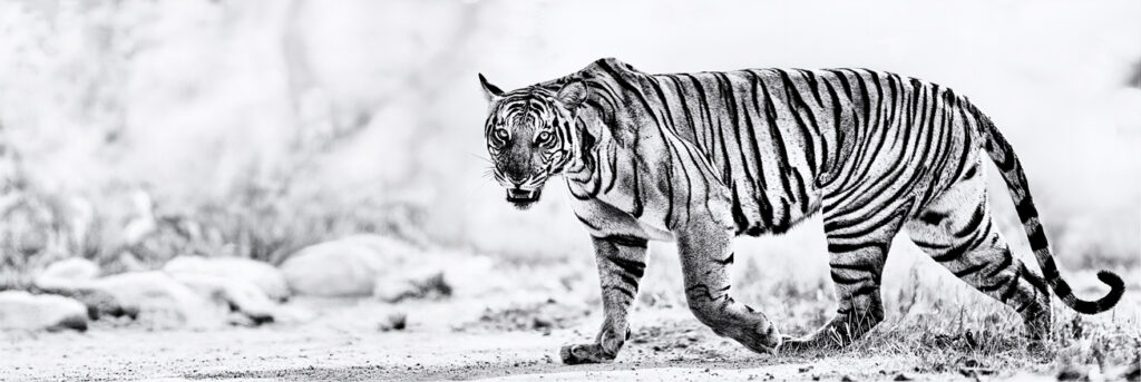 Stripes in Couture