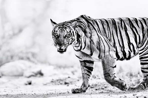 Stripes in Couture