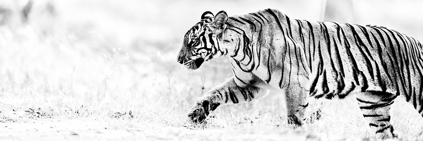 Tigers The Iconic Walk